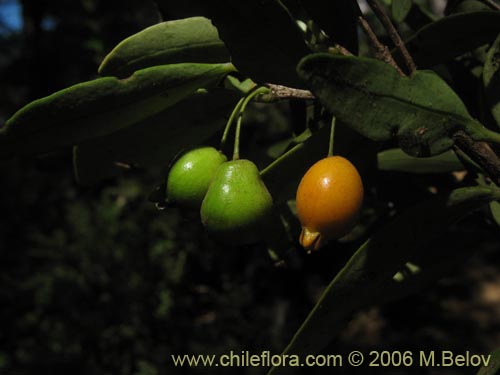 Imágen de Myrceugenia chrysocarpa (Luma blanca / pitrilla). Haga un clic para aumentar parte de imágen.